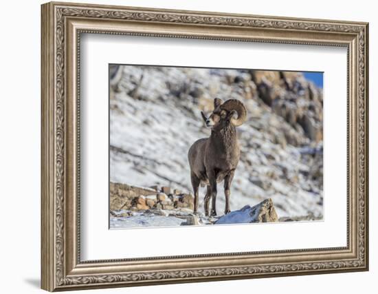 Bighorn sheep ram in early winter in Glacier National Park, Montana, USA-Chuck Haney-Framed Photographic Print