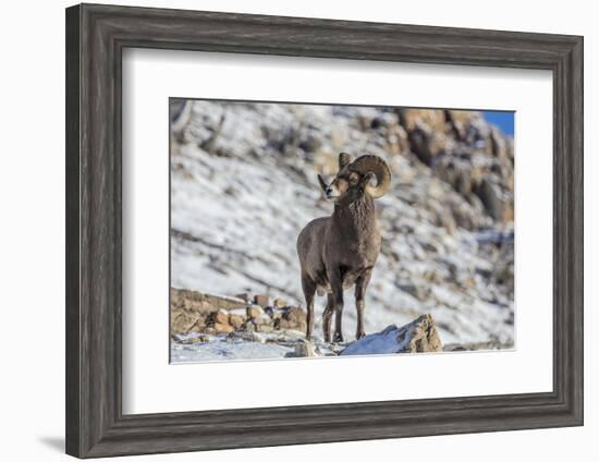 Bighorn sheep ram in early winter in Glacier National Park, Montana, USA-Chuck Haney-Framed Photographic Print