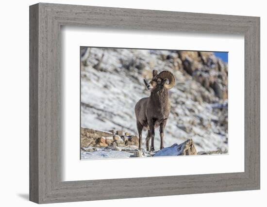 Bighorn sheep ram in early winter in Glacier National Park, Montana, USA-Chuck Haney-Framed Photographic Print