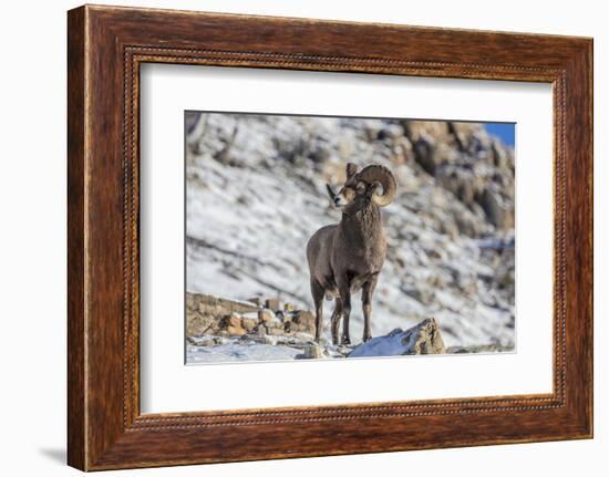 Bighorn sheep ram in early winter in Glacier National Park, Montana, USA-Chuck Haney-Framed Photographic Print