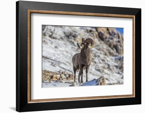 Bighorn sheep ram in early winter in Glacier National Park, Montana, USA-Chuck Haney-Framed Photographic Print