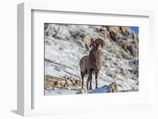 Bighorn sheep ram in early winter in Glacier National Park, Montana, USA-Chuck Haney-Framed Photographic Print