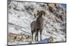 Bighorn sheep ram in early winter in Glacier National Park, Montana, USA-Chuck Haney-Mounted Photographic Print