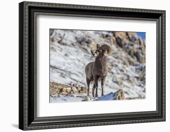 Bighorn sheep ram in early winter in Glacier National Park, Montana, USA-Chuck Haney-Framed Photographic Print