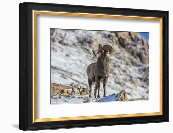 Bighorn sheep ram in early winter in Glacier National Park, Montana, USA-Chuck Haney-Framed Photographic Print