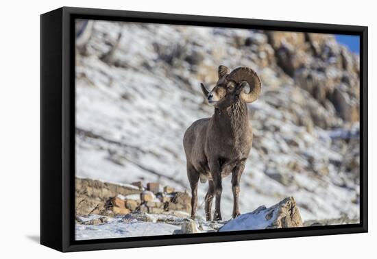 Bighorn sheep ram in early winter in Glacier National Park, Montana, USA-Chuck Haney-Framed Premier Image Canvas