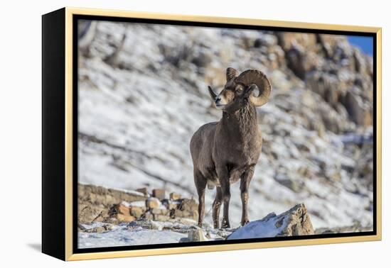 Bighorn sheep ram in early winter in Glacier National Park, Montana, USA-Chuck Haney-Framed Premier Image Canvas