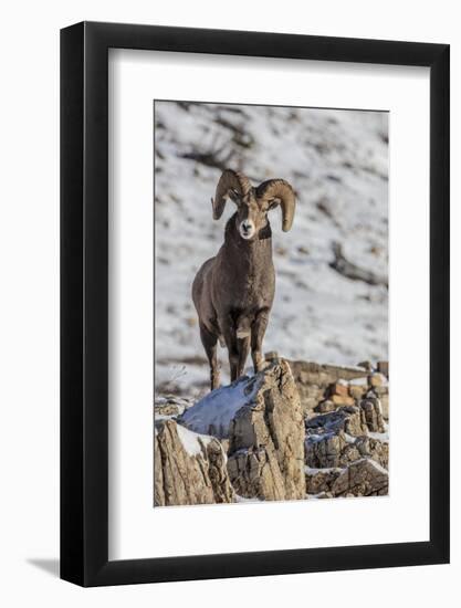 Bighorn sheep ram in early winter in Glacier National Park, Montana, USA-Chuck Haney-Framed Photographic Print