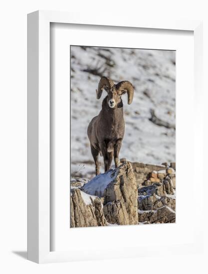 Bighorn sheep ram in early winter in Glacier National Park, Montana, USA-Chuck Haney-Framed Photographic Print