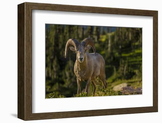 Bighorn sheep ram in Glacier National Park, Montana, USA-Chuck Haney-Framed Photographic Print