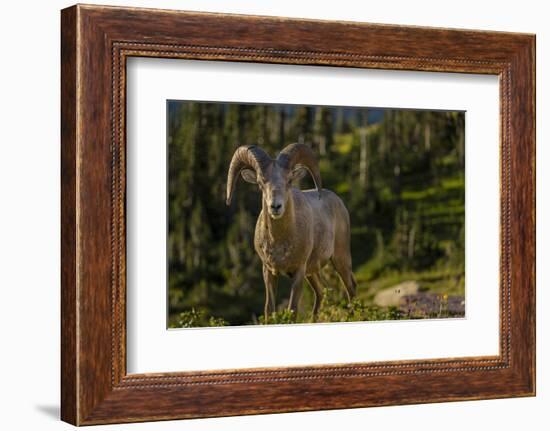 Bighorn sheep ram in Glacier National Park, Montana, USA-Chuck Haney-Framed Photographic Print