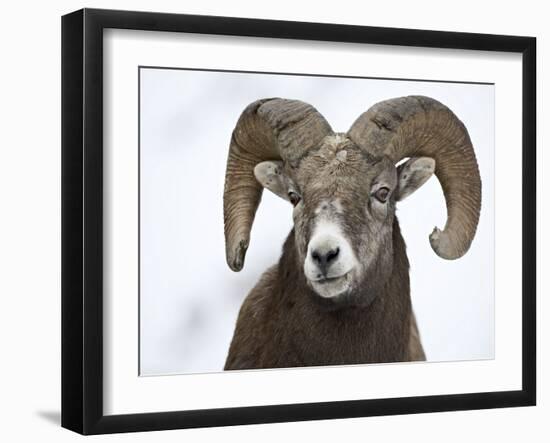 Bighorn Sheep Ram in the Snow, Yellowstone National Park, Wyoming, USA-James Hager-Framed Photographic Print