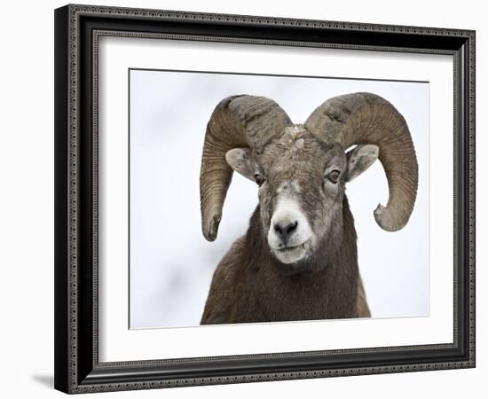 Bighorn Sheep Ram in the Snow, Yellowstone National Park, Wyoming, USA-James Hager-Framed Photographic Print