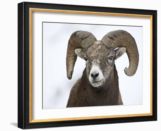 Bighorn Sheep Ram in the Snow, Yellowstone National Park, Wyoming, USA-James Hager-Framed Photographic Print