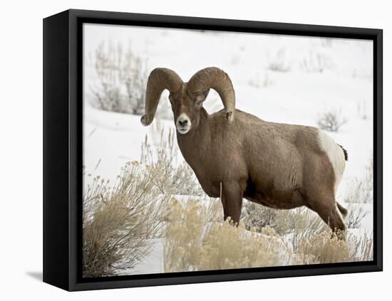 Bighorn Sheep Ram in the Snow, Yellowstone National Park, Wyoming, USA-James Hager-Framed Premier Image Canvas
