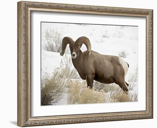 Bighorn Sheep Ram in the Snow, Yellowstone National Park, Wyoming, USA-James Hager-Framed Photographic Print