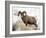 Bighorn Sheep Ram in the Snow, Yellowstone National Park, Wyoming, USA-James Hager-Framed Photographic Print