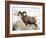 Bighorn Sheep Ram in the Snow, Yellowstone National Park, Wyoming, USA-James Hager-Framed Photographic Print