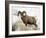 Bighorn Sheep Ram in the Snow, Yellowstone National Park, Wyoming, USA-James Hager-Framed Photographic Print