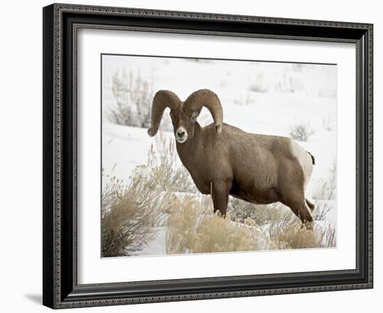 Bighorn Sheep Ram in the Snow, Yellowstone National Park, Wyoming, USA-James Hager-Framed Photographic Print