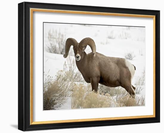 Bighorn Sheep Ram in the Snow, Yellowstone National Park, Wyoming, USA-James Hager-Framed Photographic Print