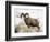 Bighorn Sheep Ram in the Snow, Yellowstone National Park, Wyoming, USA-James Hager-Framed Photographic Print