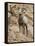 Bighorn Sheep Ram on Rocky Slope, Colorado, USA-James Hager-Framed Premier Image Canvas