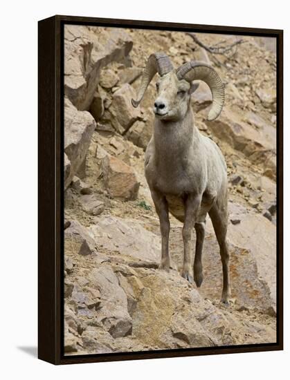 Bighorn Sheep Ram on Rocky Slope, Colorado, USA-James Hager-Framed Premier Image Canvas