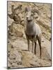 Bighorn Sheep Ram on Rocky Slope, Colorado, USA-James Hager-Mounted Photographic Print