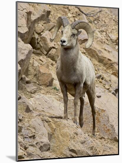 Bighorn Sheep Ram on Rocky Slope, Colorado, USA-James Hager-Mounted Photographic Print