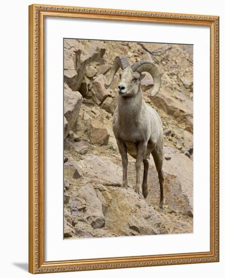 Bighorn Sheep Ram on Rocky Slope, Colorado, USA-James Hager-Framed Photographic Print