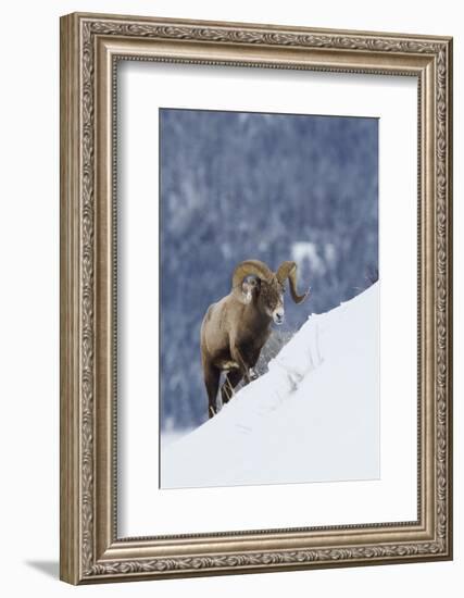Bighorn Sheep Ram on Winter Range-Ken Archer-Framed Photographic Print