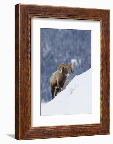 Bighorn Sheep Ram on Winter Range-Ken Archer-Framed Photographic Print