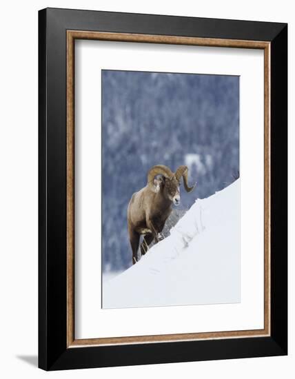 Bighorn Sheep Ram on Winter Range-Ken Archer-Framed Photographic Print