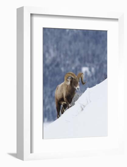 Bighorn Sheep Ram on Winter Range-Ken Archer-Framed Photographic Print