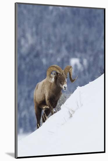 Bighorn Sheep Ram on Winter Range-Ken Archer-Mounted Photographic Print