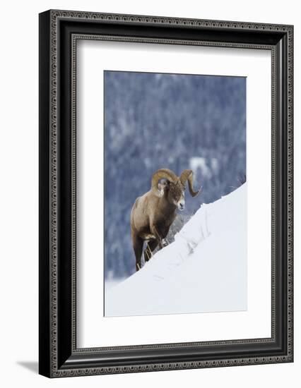 Bighorn Sheep Ram on Winter Range-Ken Archer-Framed Photographic Print