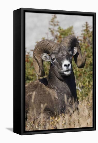 Bighorn sheep ram portrait-Ken Archer-Framed Premier Image Canvas