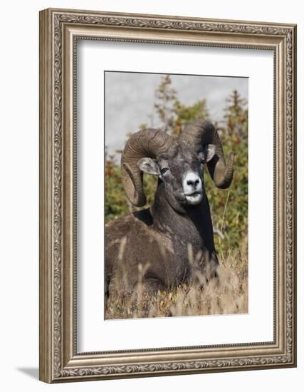 Bighorn sheep ram portrait-Ken Archer-Framed Photographic Print