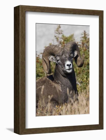 Bighorn sheep ram portrait-Ken Archer-Framed Photographic Print