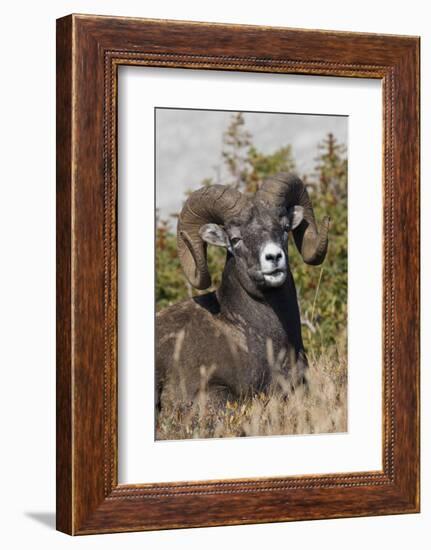 Bighorn sheep ram portrait-Ken Archer-Framed Photographic Print