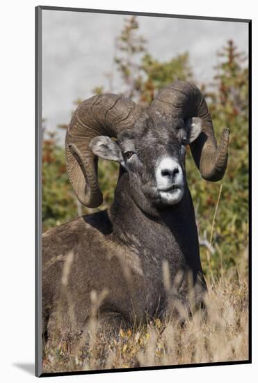 Bighorn sheep ram portrait-Ken Archer-Mounted Photographic Print