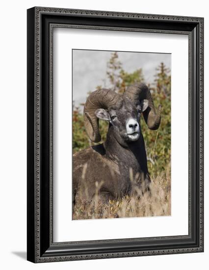 Bighorn sheep ram portrait-Ken Archer-Framed Photographic Print