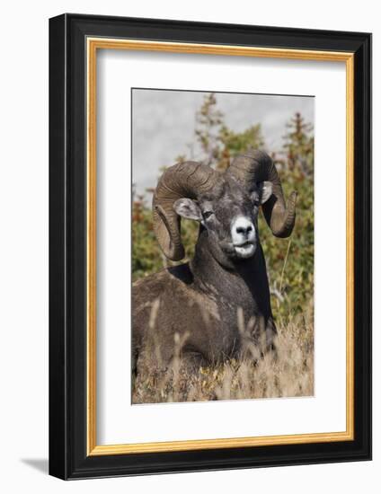 Bighorn sheep ram portrait-Ken Archer-Framed Photographic Print