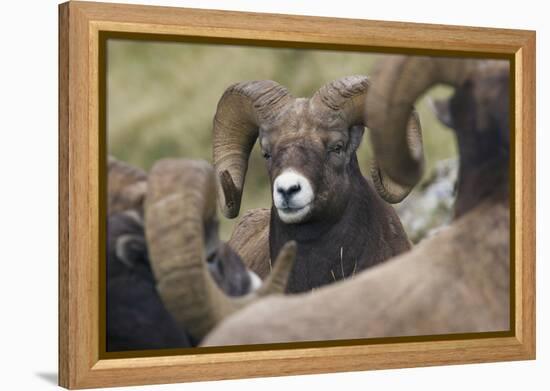 Bighorn sheep ram-Ken Archer-Framed Premier Image Canvas