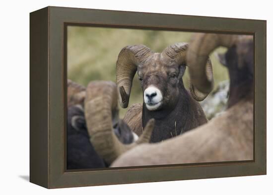 Bighorn sheep ram-Ken Archer-Framed Premier Image Canvas