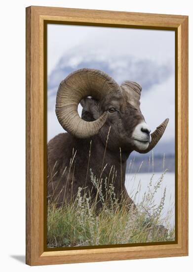 Bighorn Sheep Ram-Ken Archer-Framed Premier Image Canvas