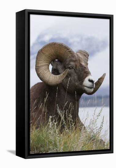 Bighorn Sheep Ram-Ken Archer-Framed Premier Image Canvas