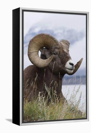 Bighorn Sheep Ram-Ken Archer-Framed Premier Image Canvas