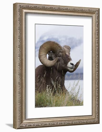 Bighorn Sheep Ram-Ken Archer-Framed Photographic Print